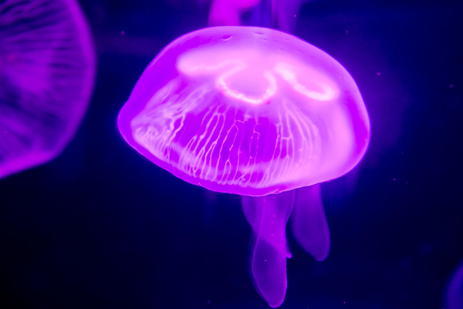 海洋奇梦馆