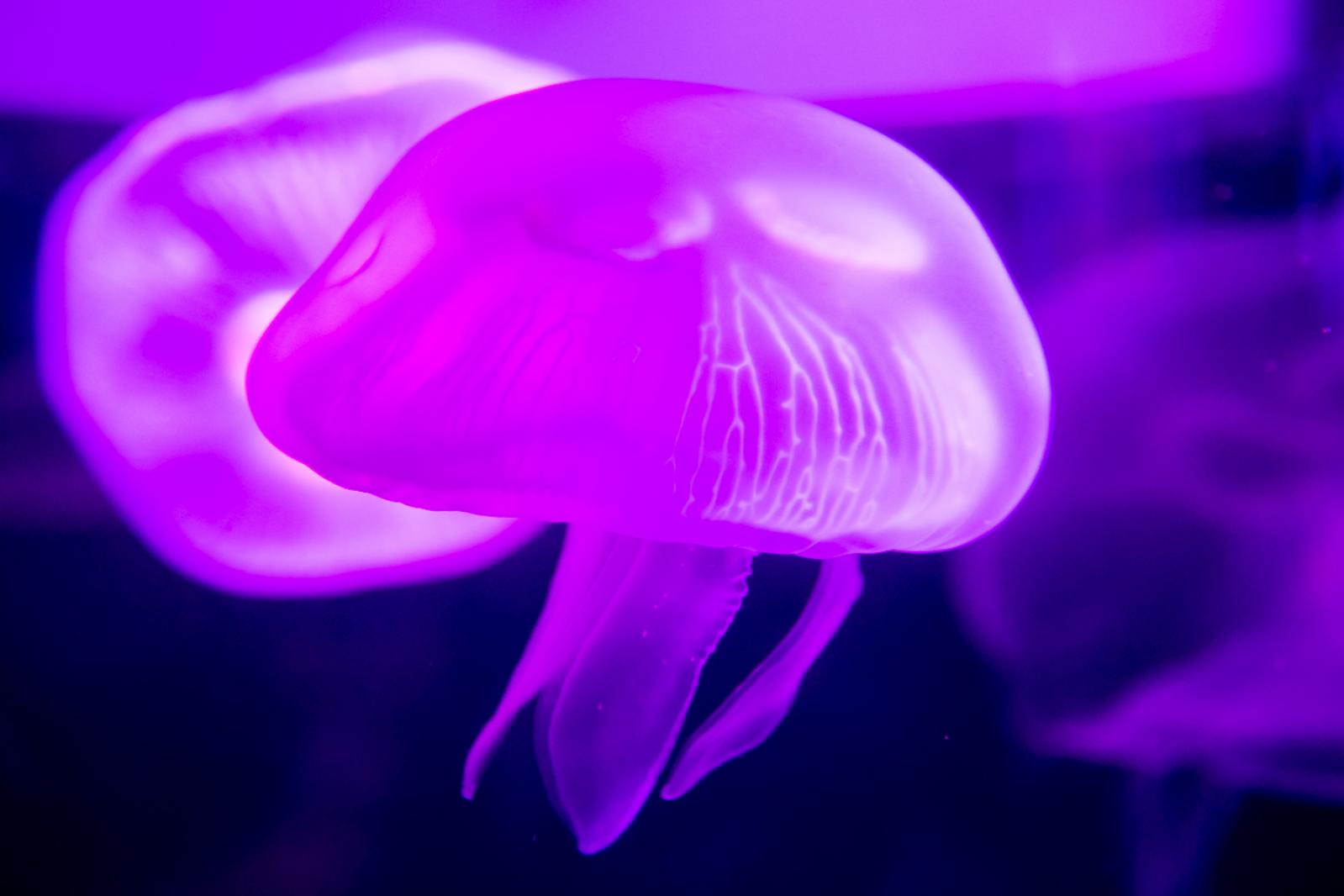海洋奇梦馆