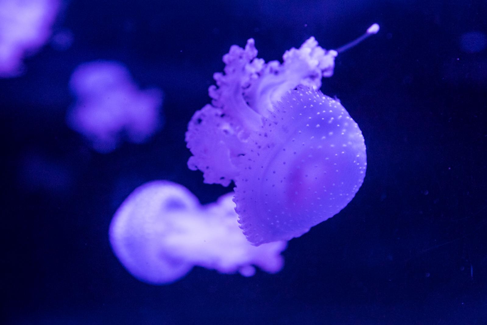 海洋奇梦馆