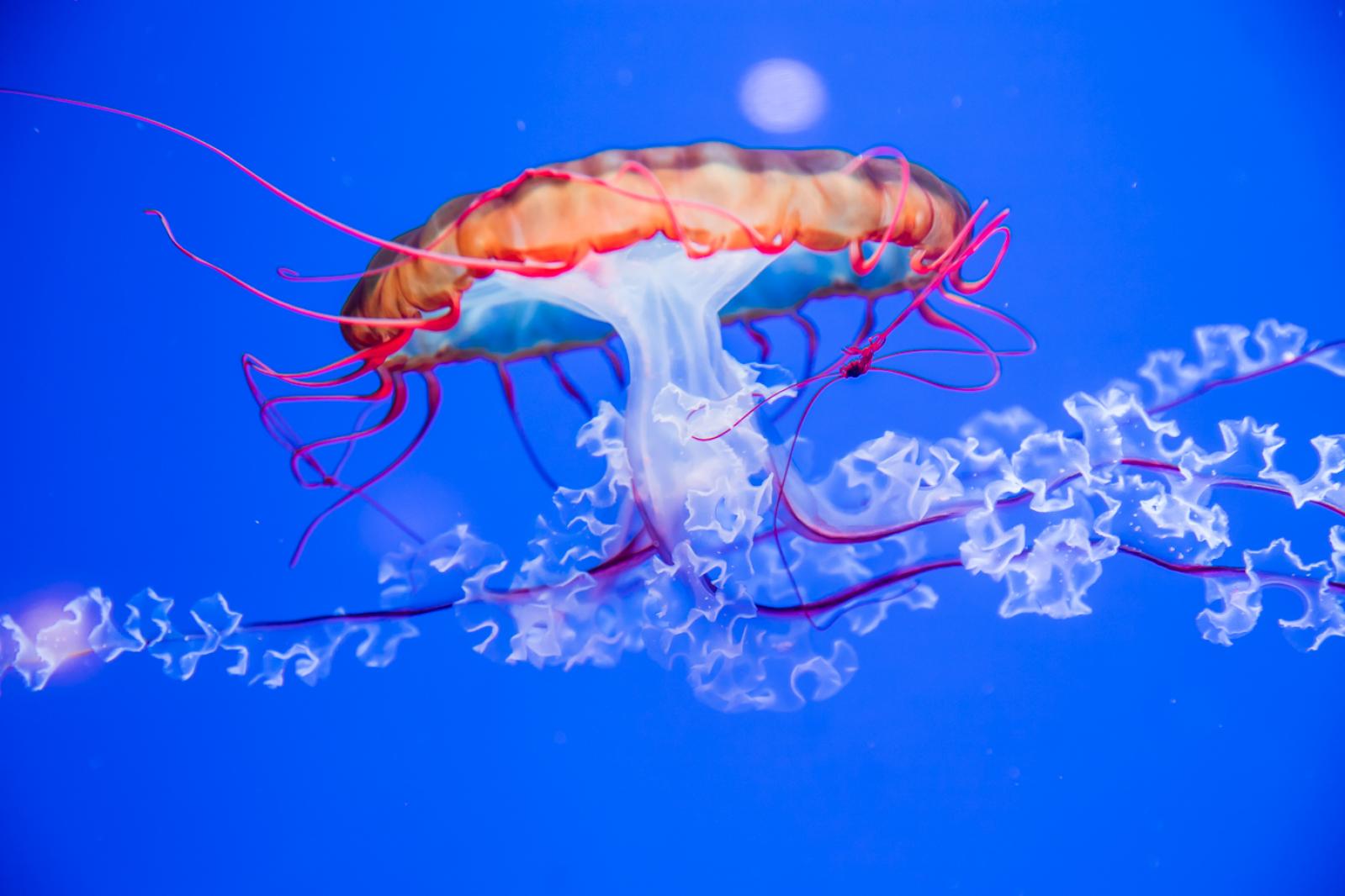 海洋奇梦馆