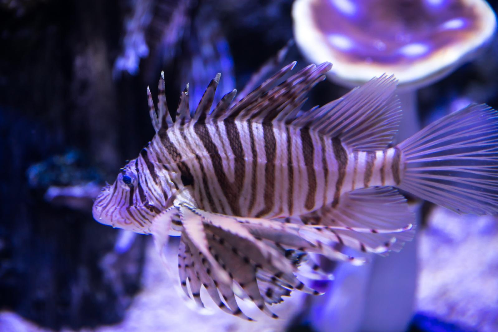 海洋奇梦馆