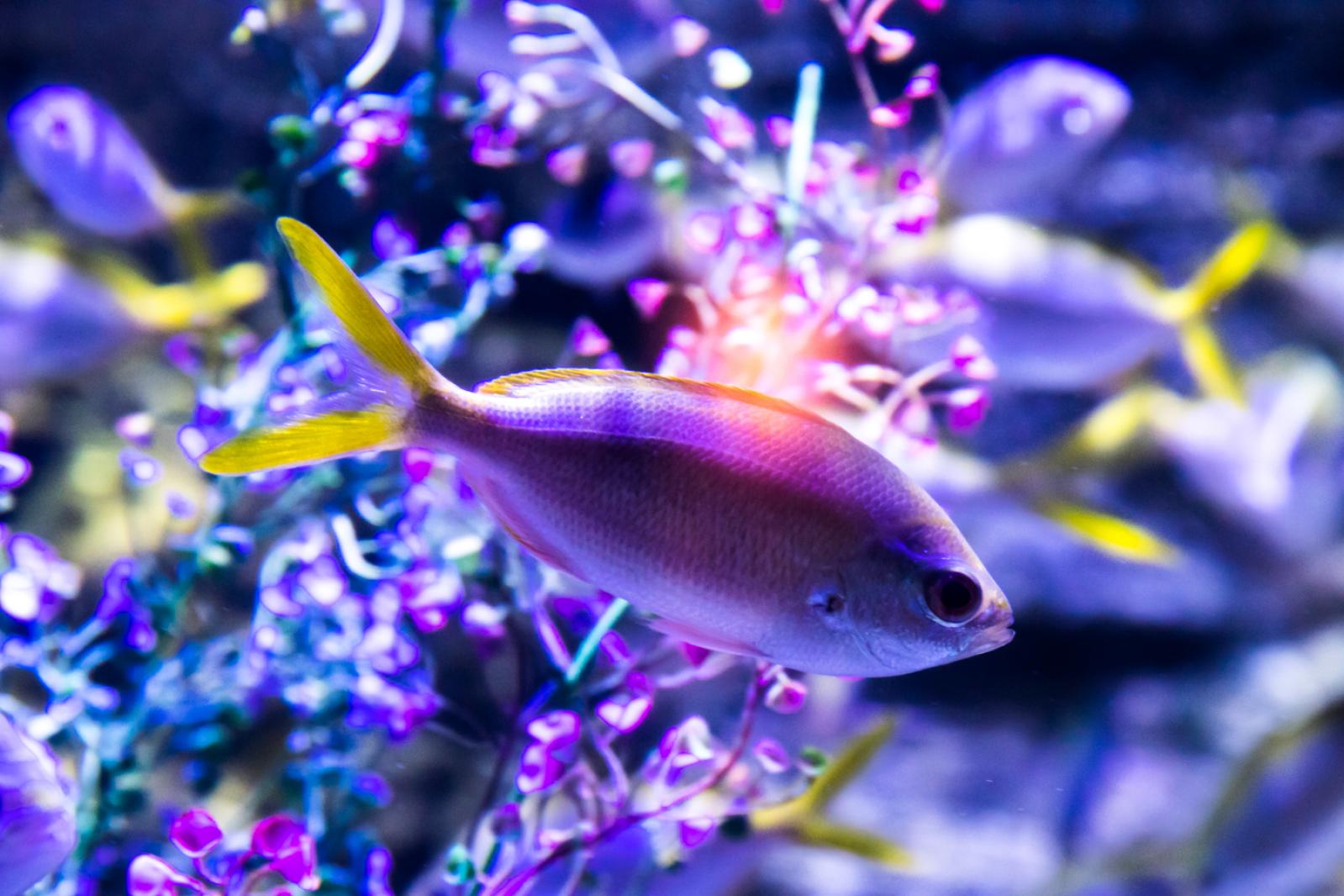 海洋奇梦馆