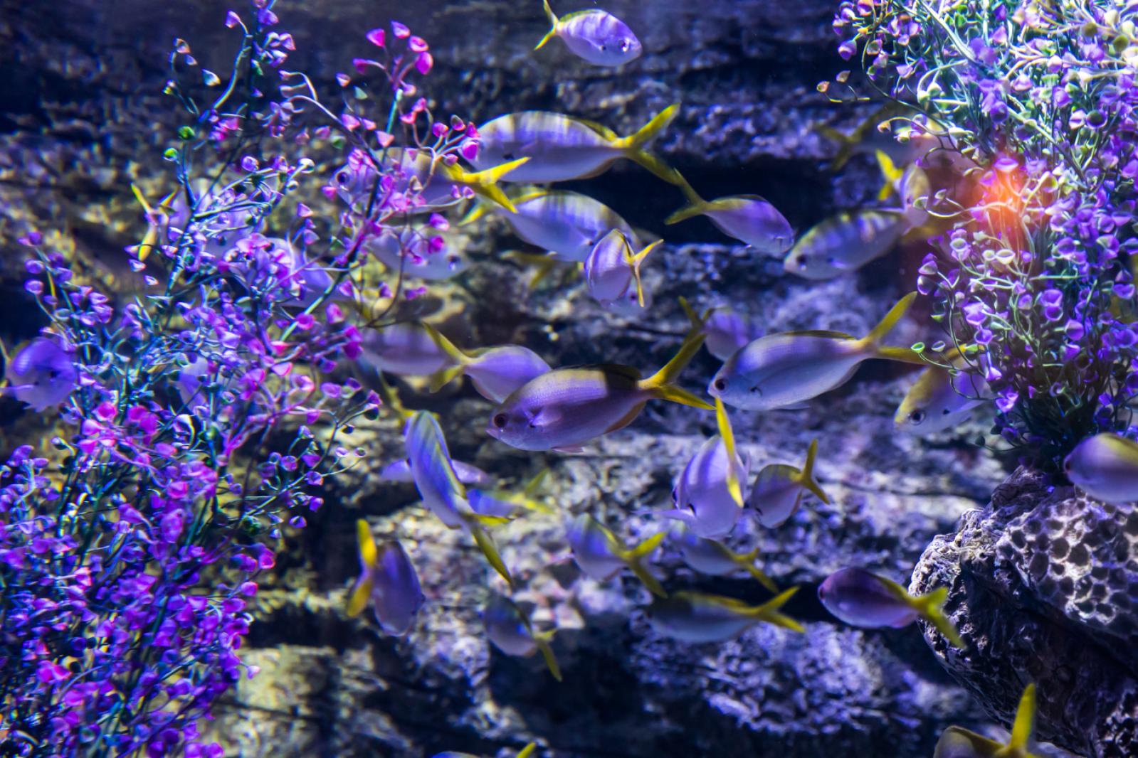 海洋奇梦馆