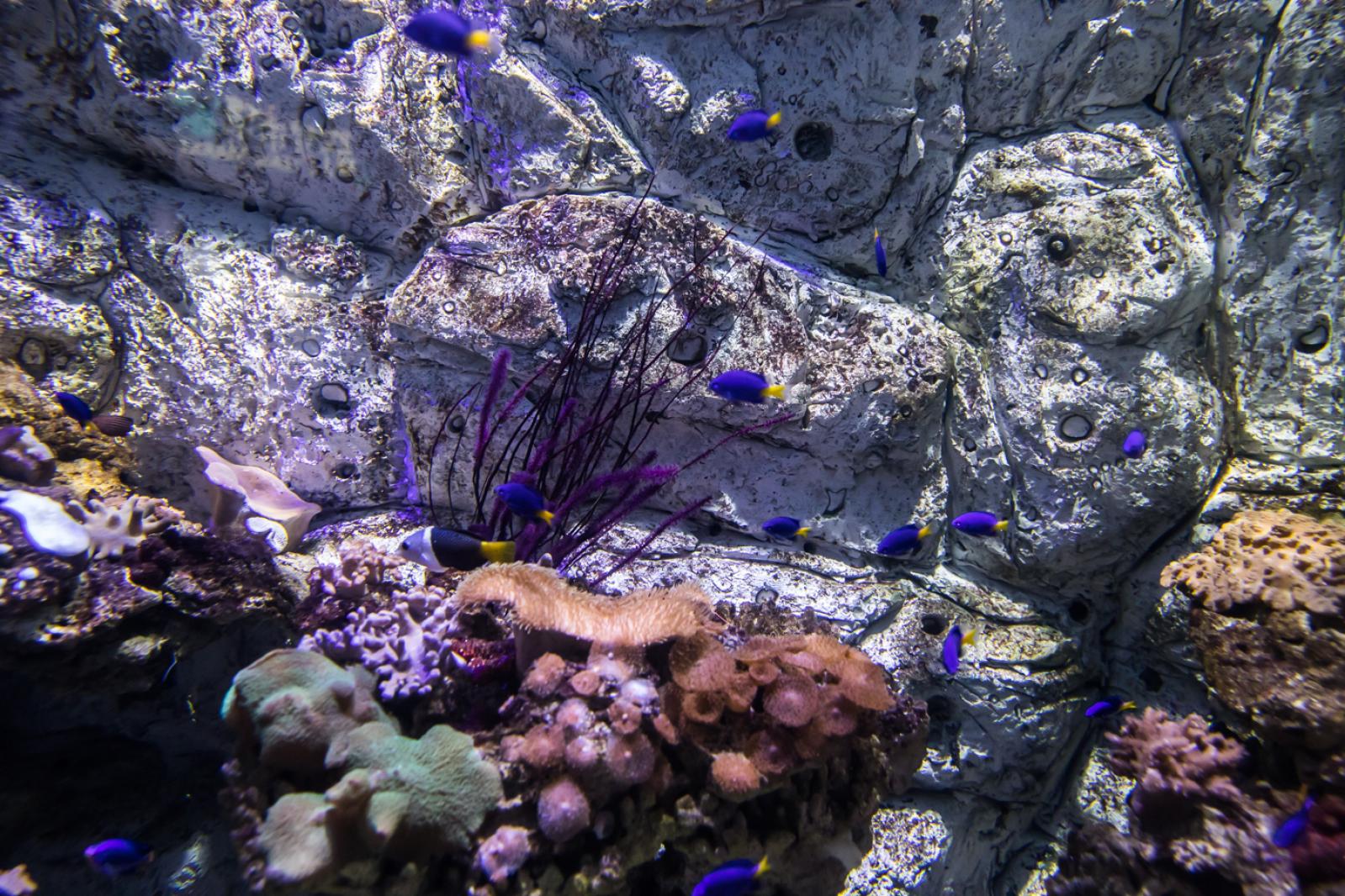 海洋奇梦馆
