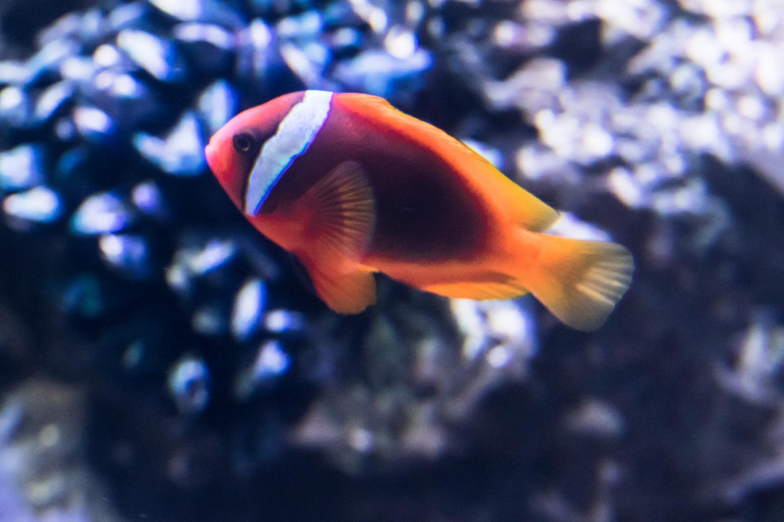 海洋奇梦馆