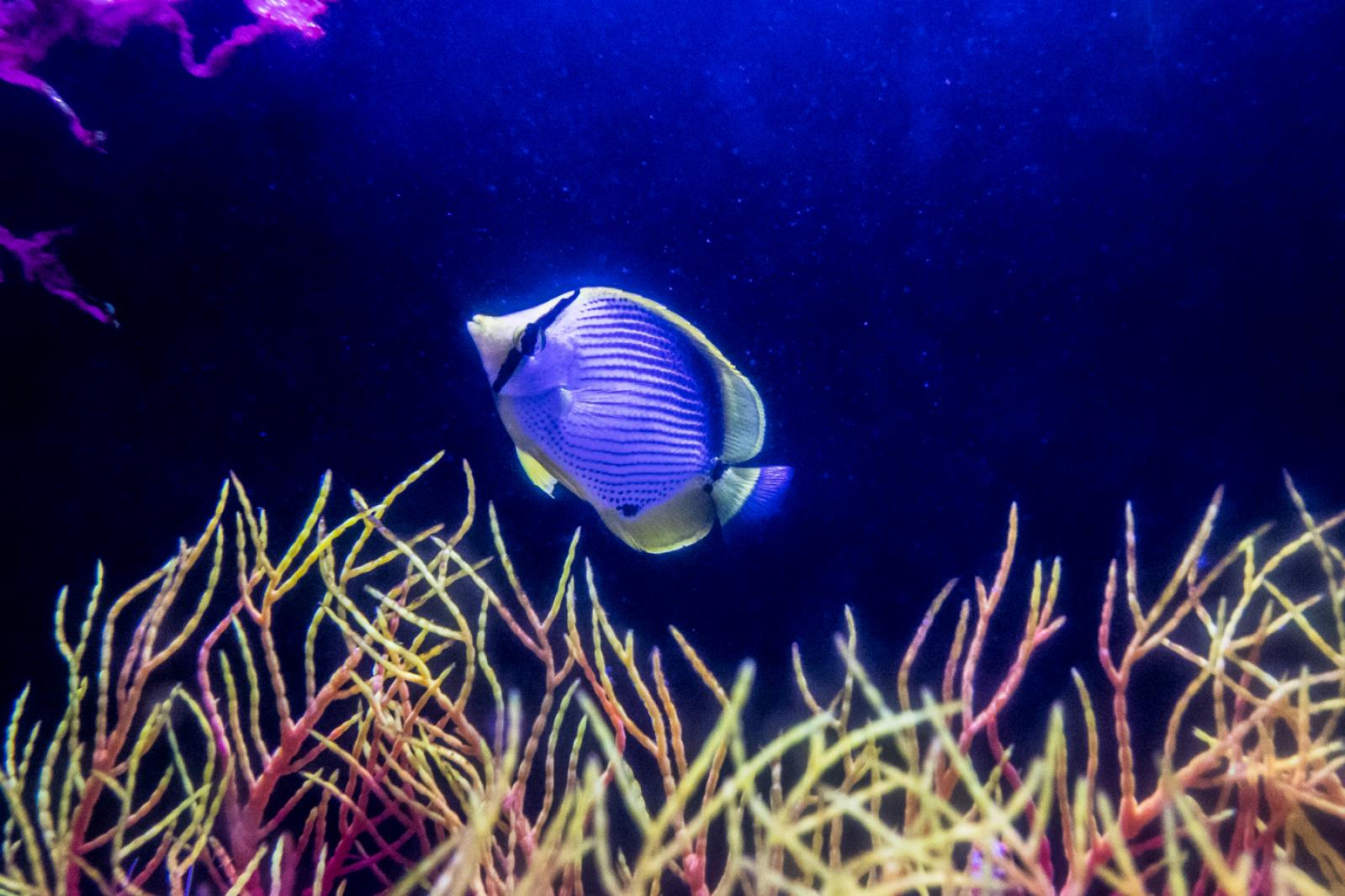 海洋奇梦馆