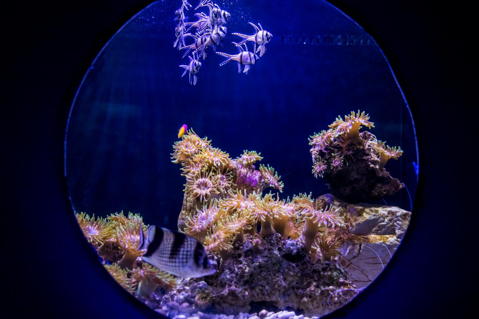 海洋奇梦馆