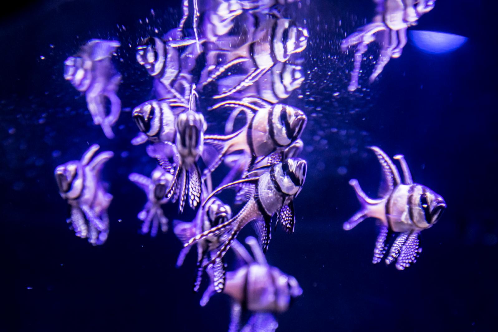 海洋奇梦馆