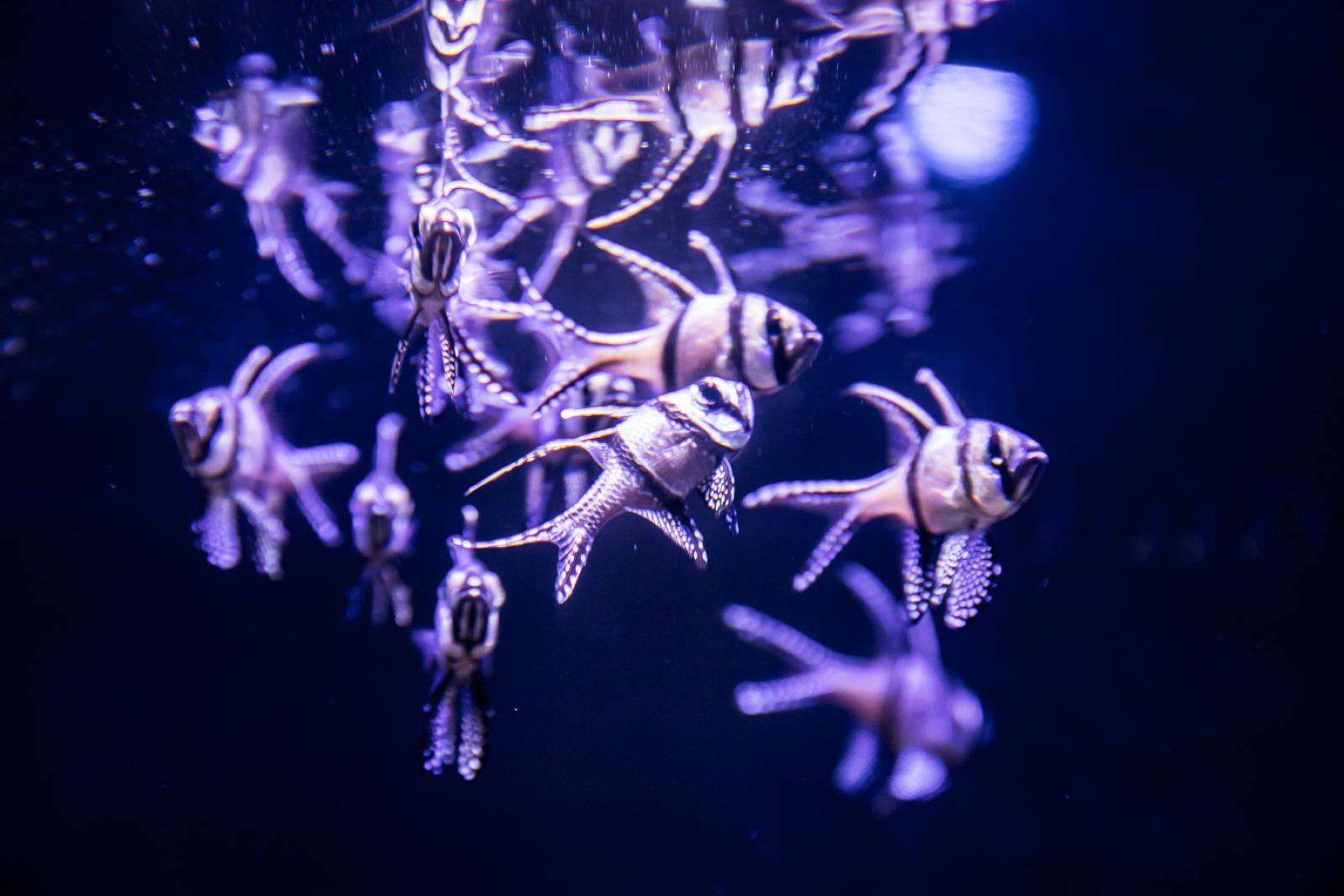 海洋奇梦馆