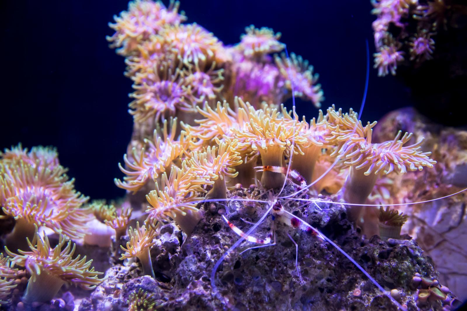 海洋奇梦馆
