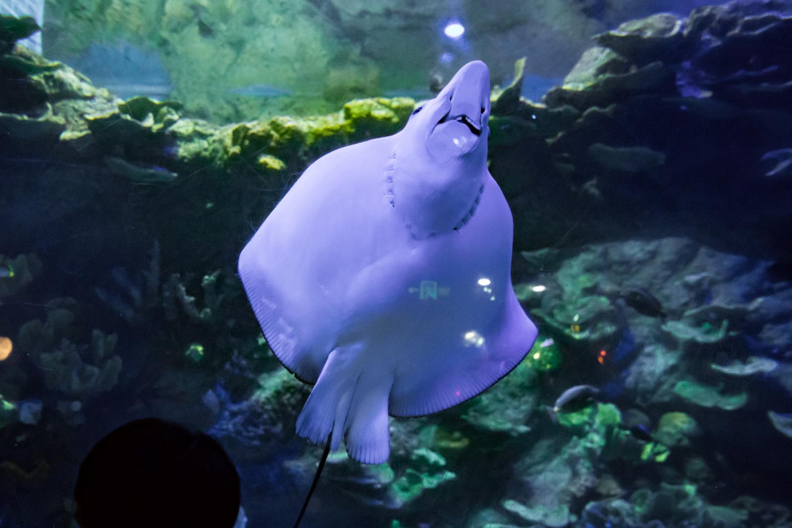 海洋奇梦馆