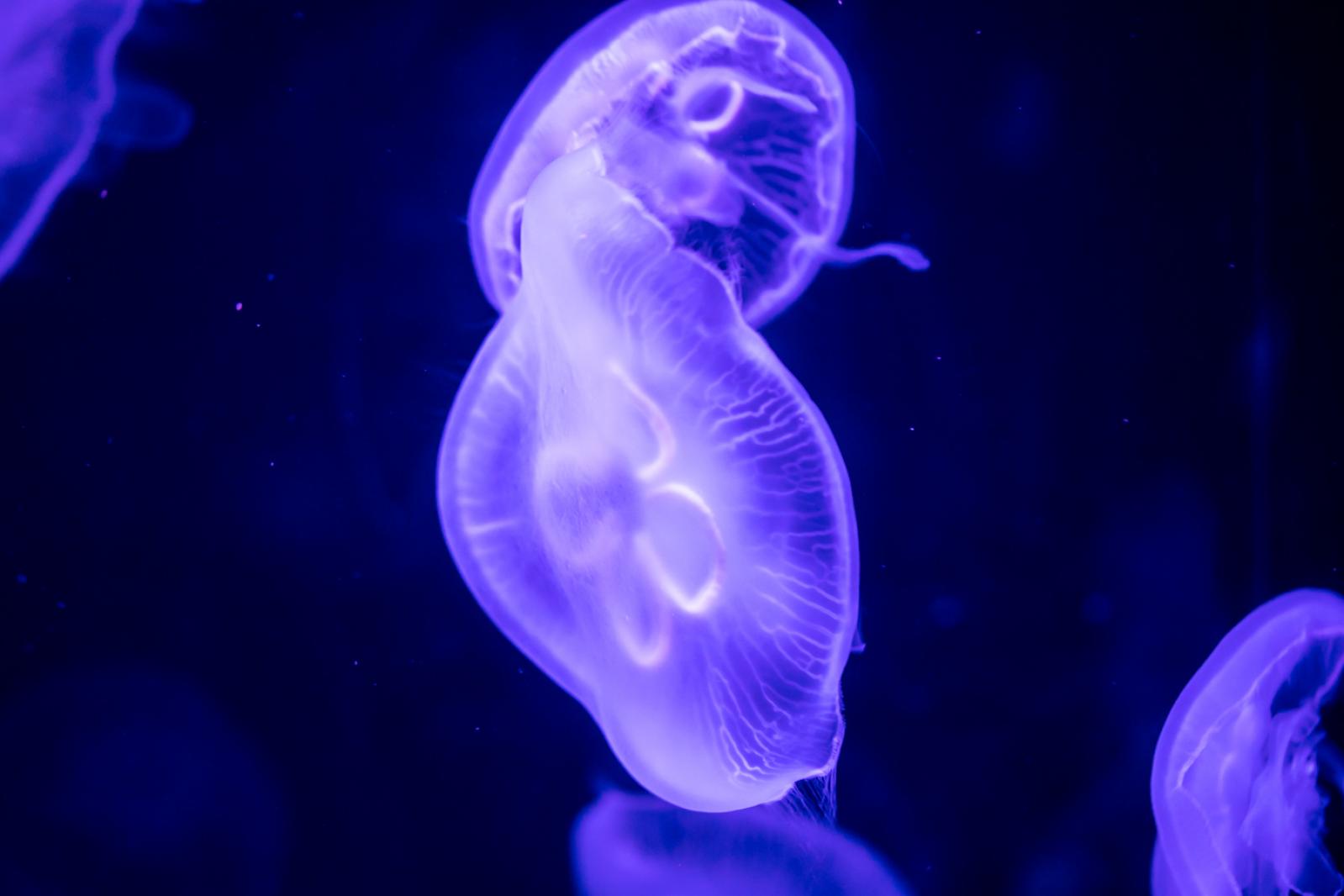海洋奇梦馆