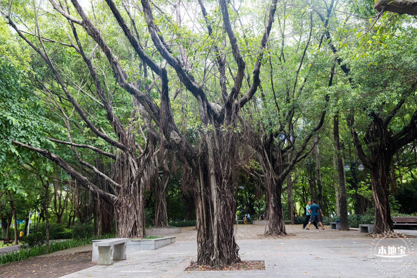 深圳中心公园