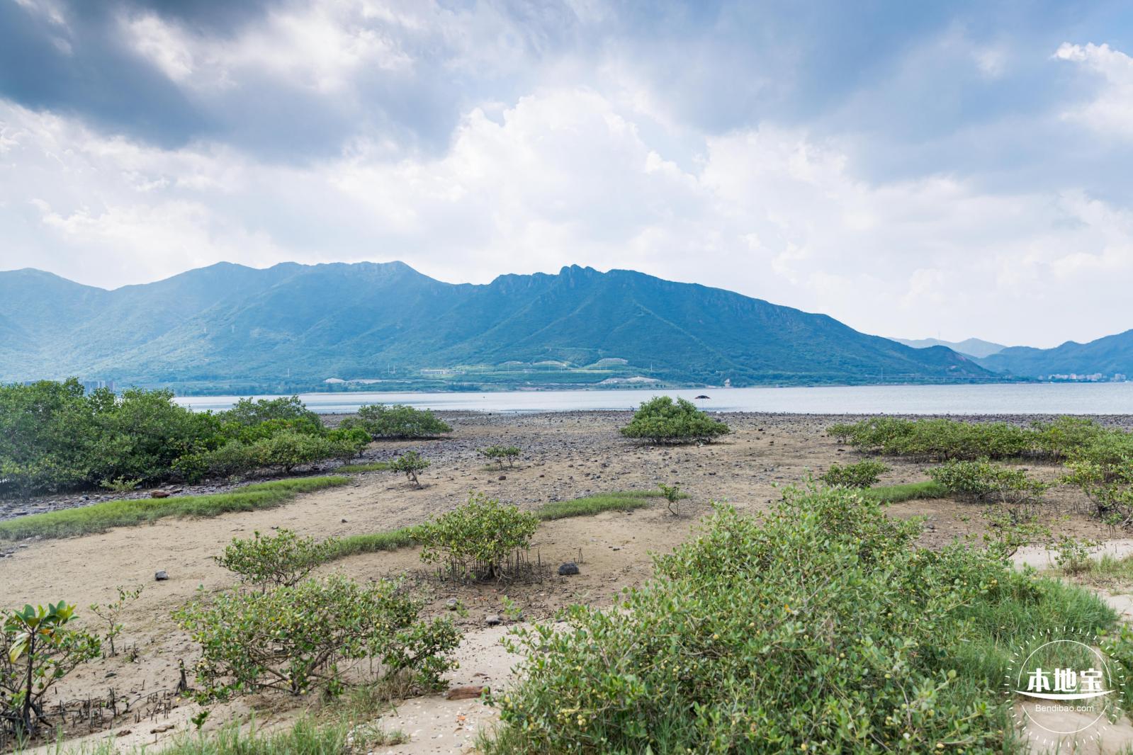 银叶树湿地公园
