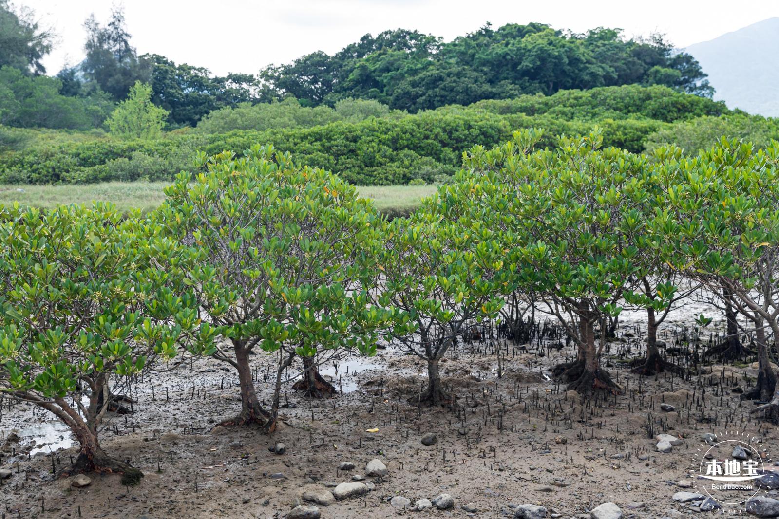银叶树湿地公园