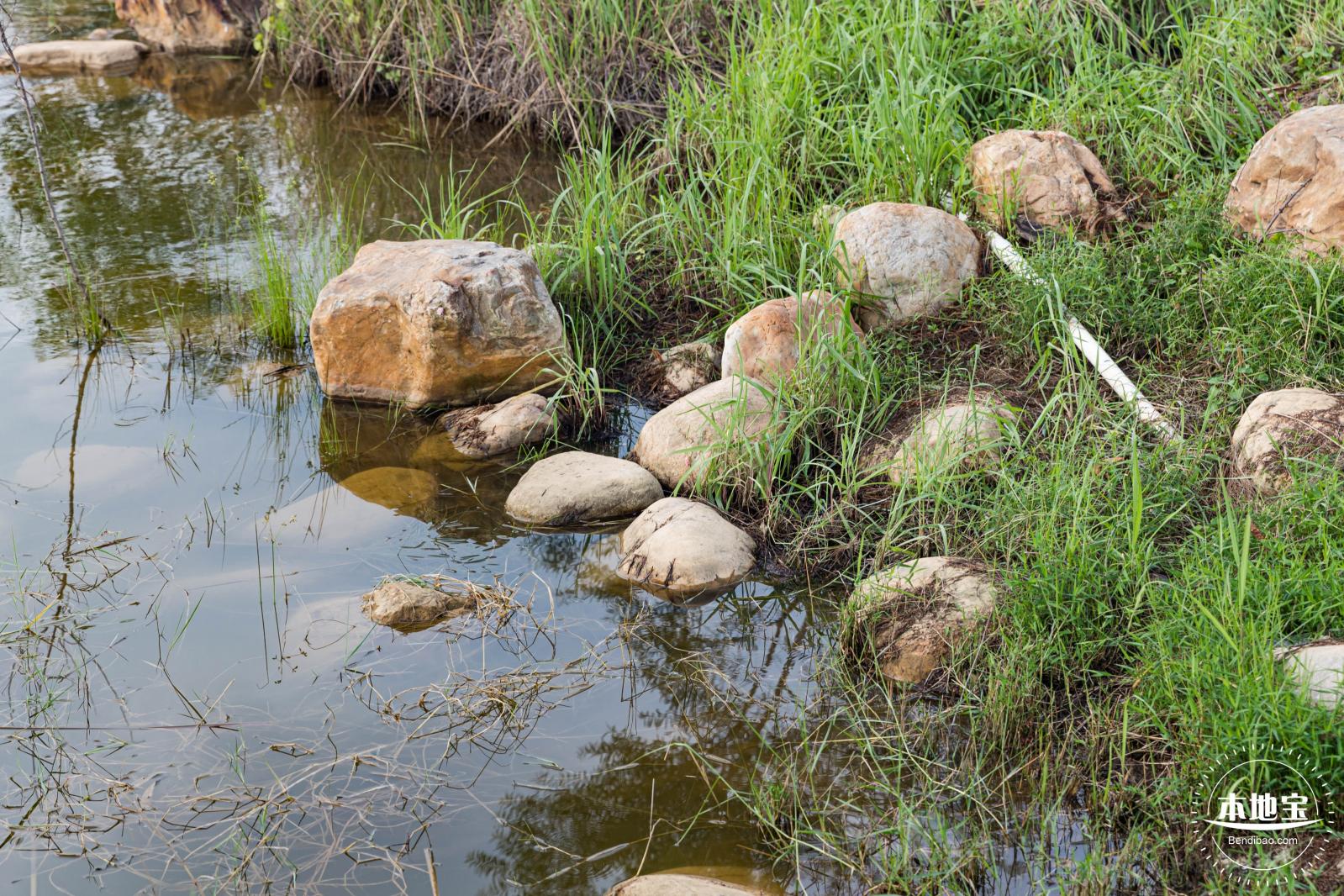 银叶树湿地公园