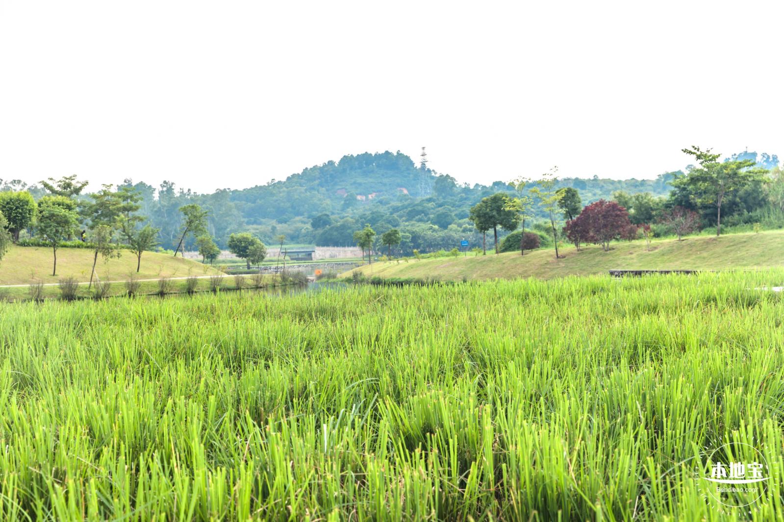 龙岗湿地公园
