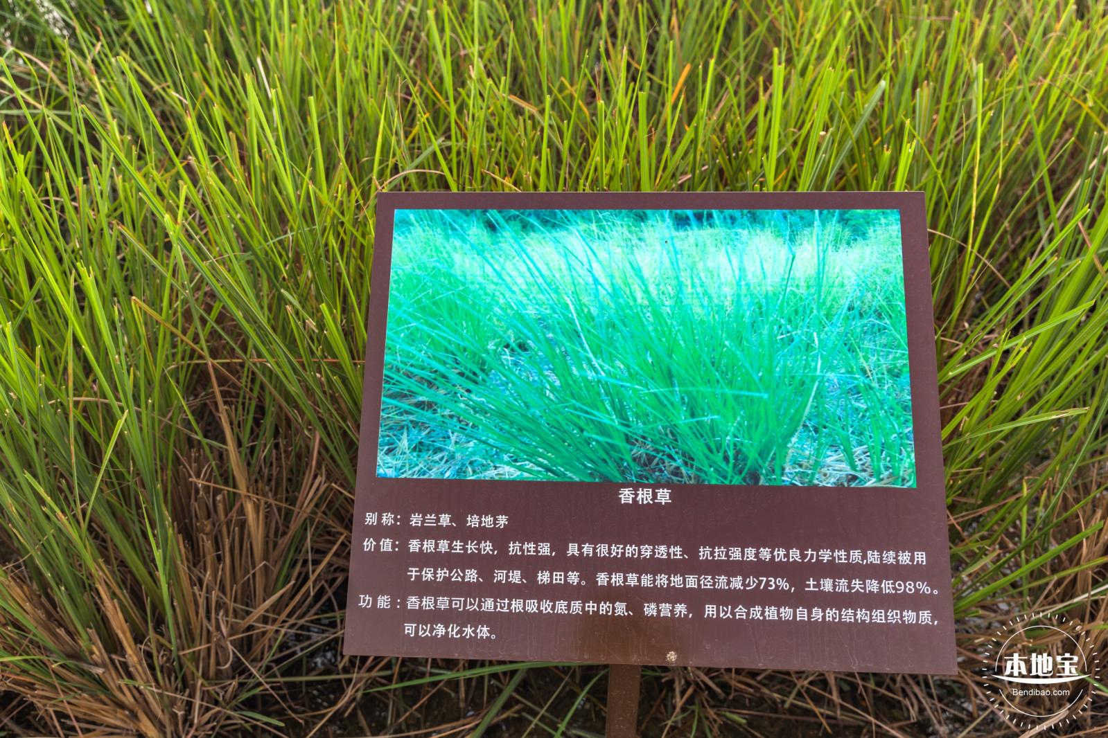 龙岗湿地公园