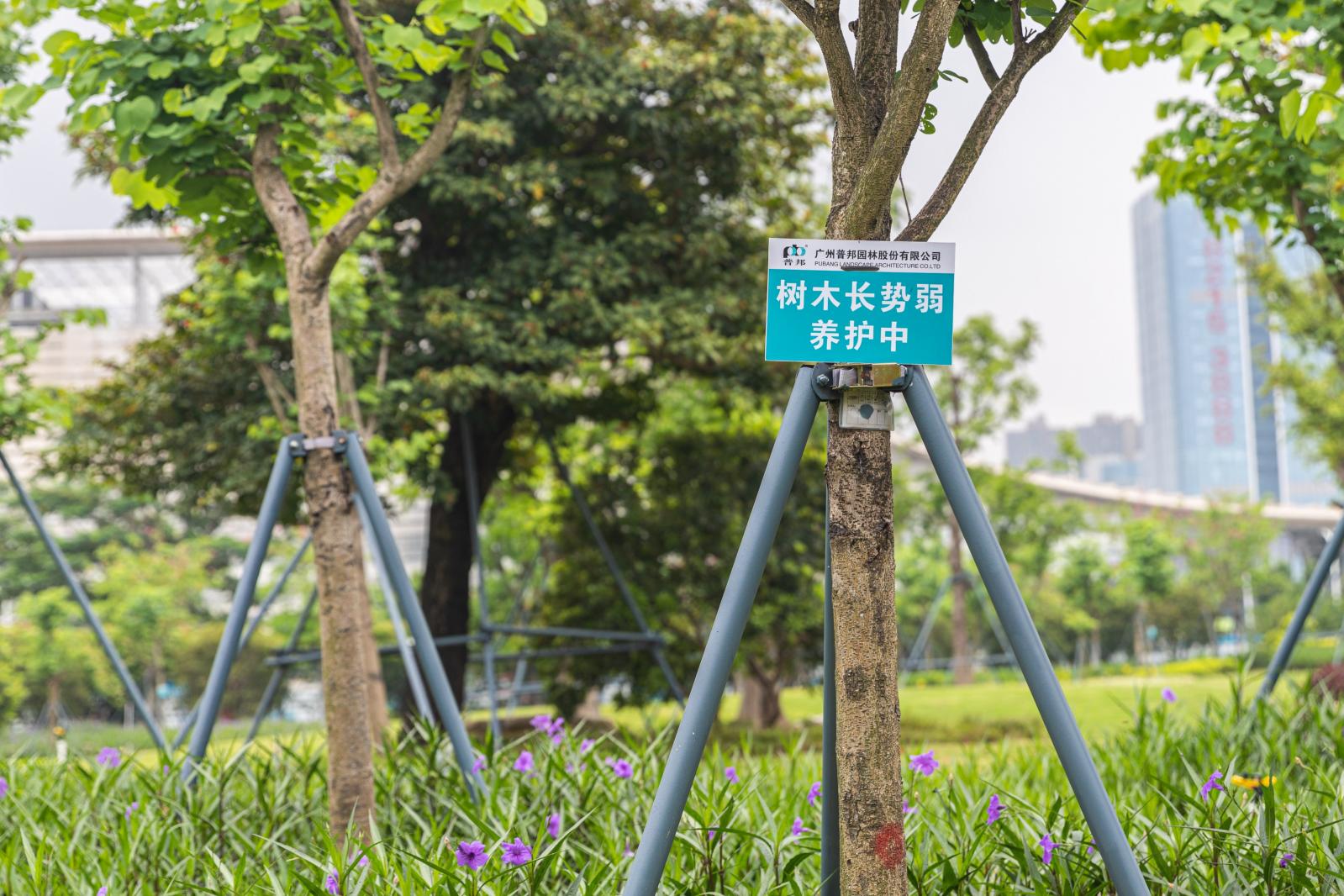 紫荆园