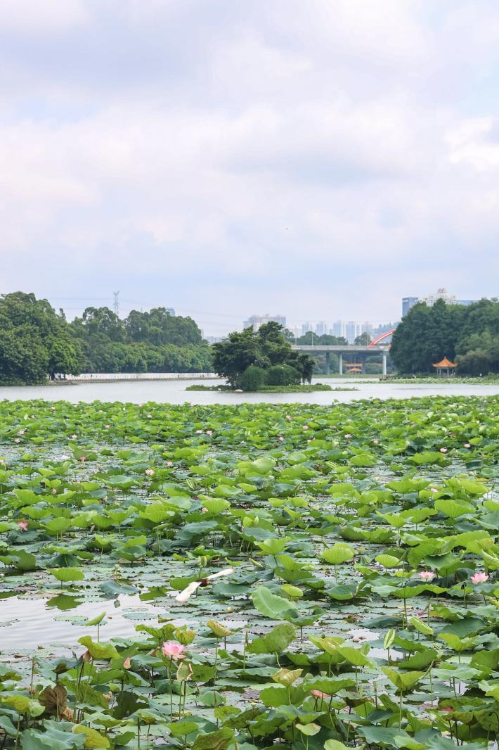 洪湖公园