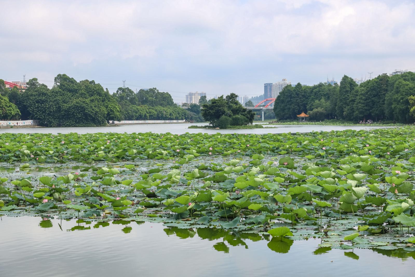 洪湖公园