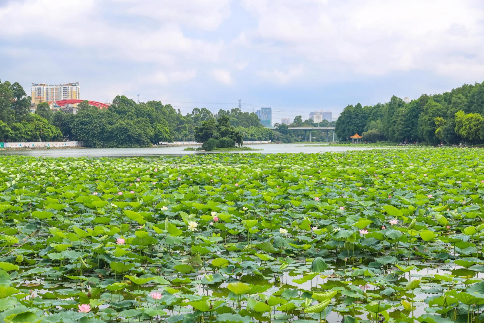 洪湖公园