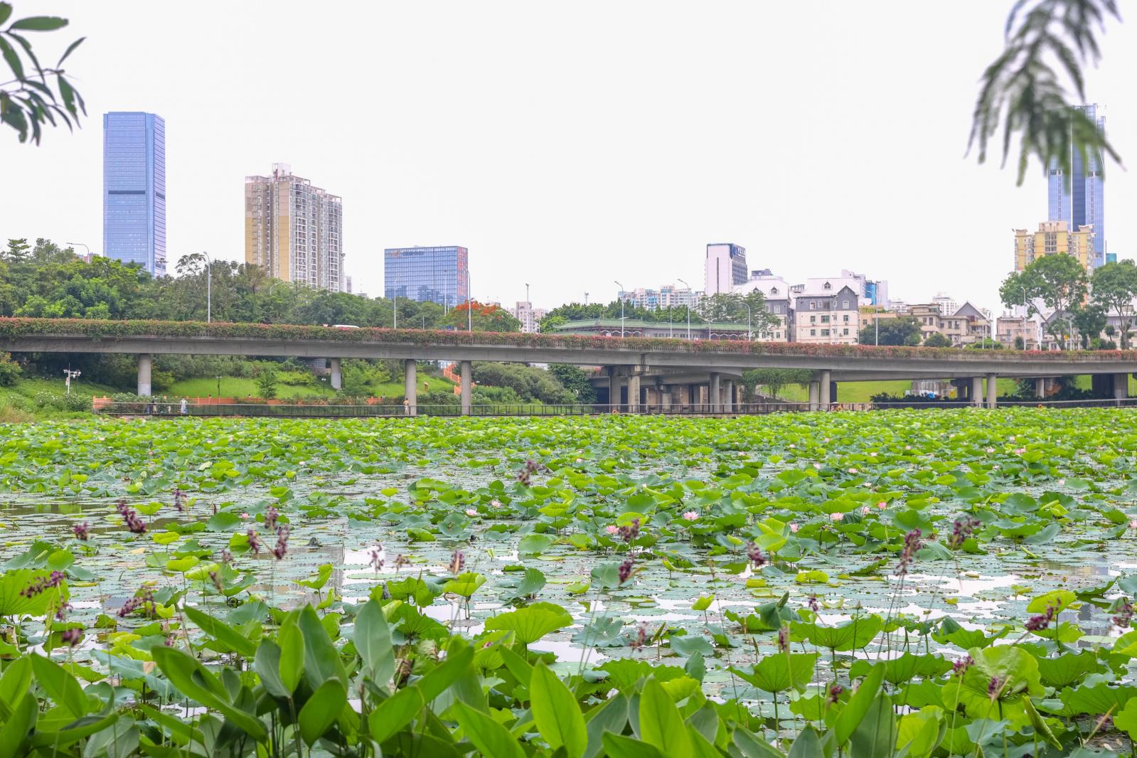 洪湖公园