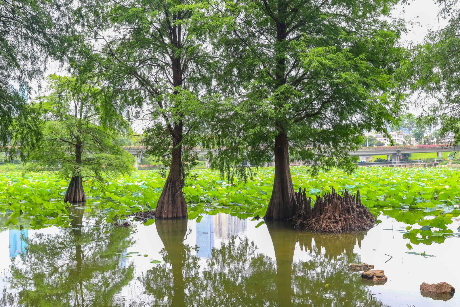 洪湖公园