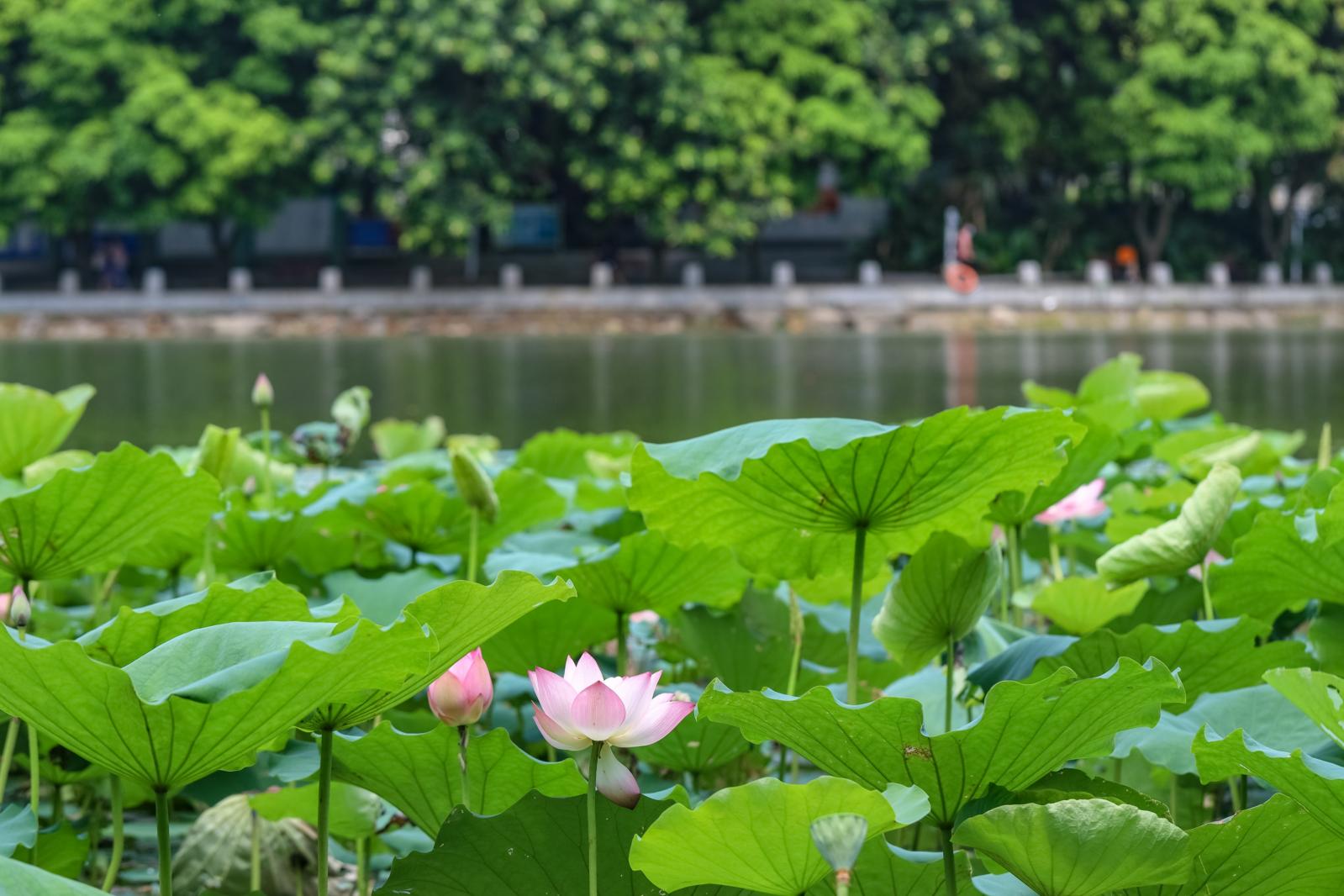 洪湖公园