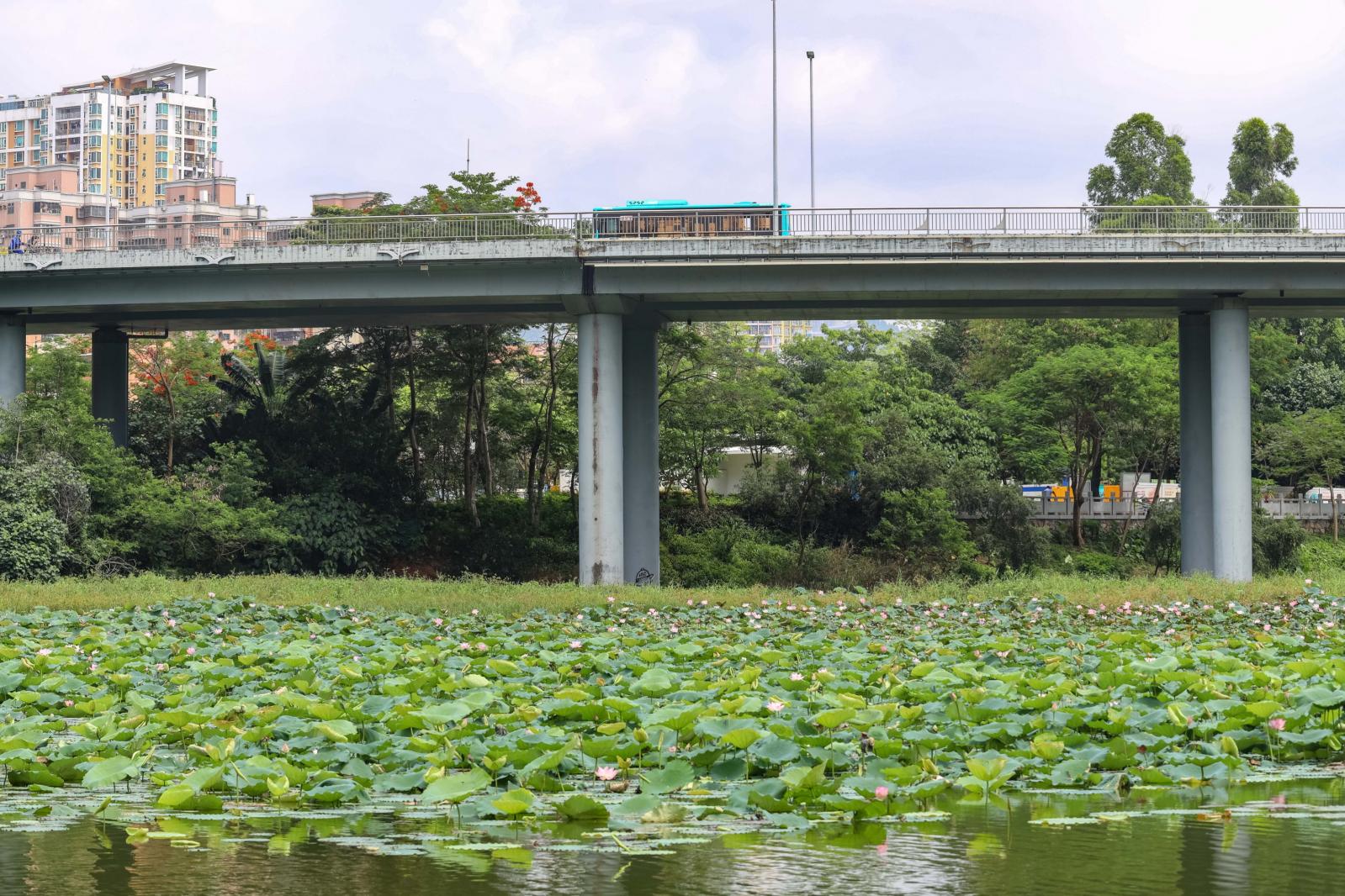 洪湖公园