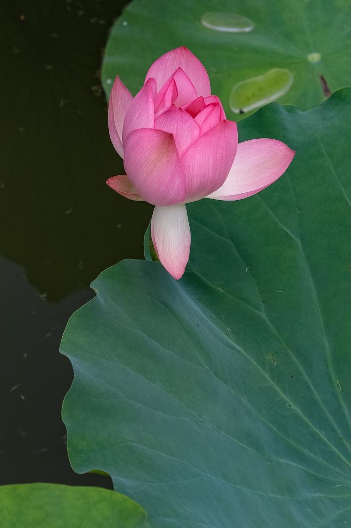 洪湖公园