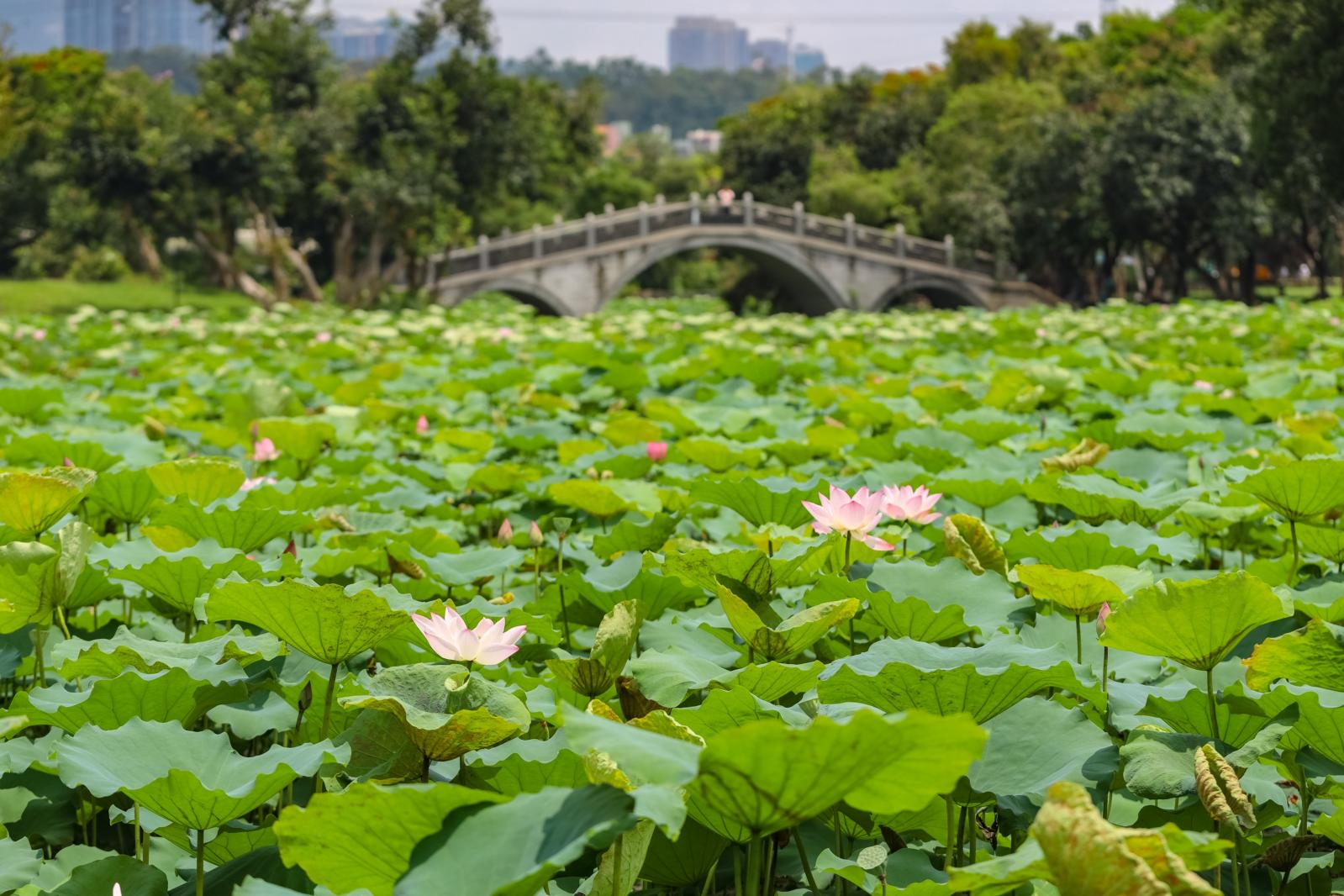 洪湖公园