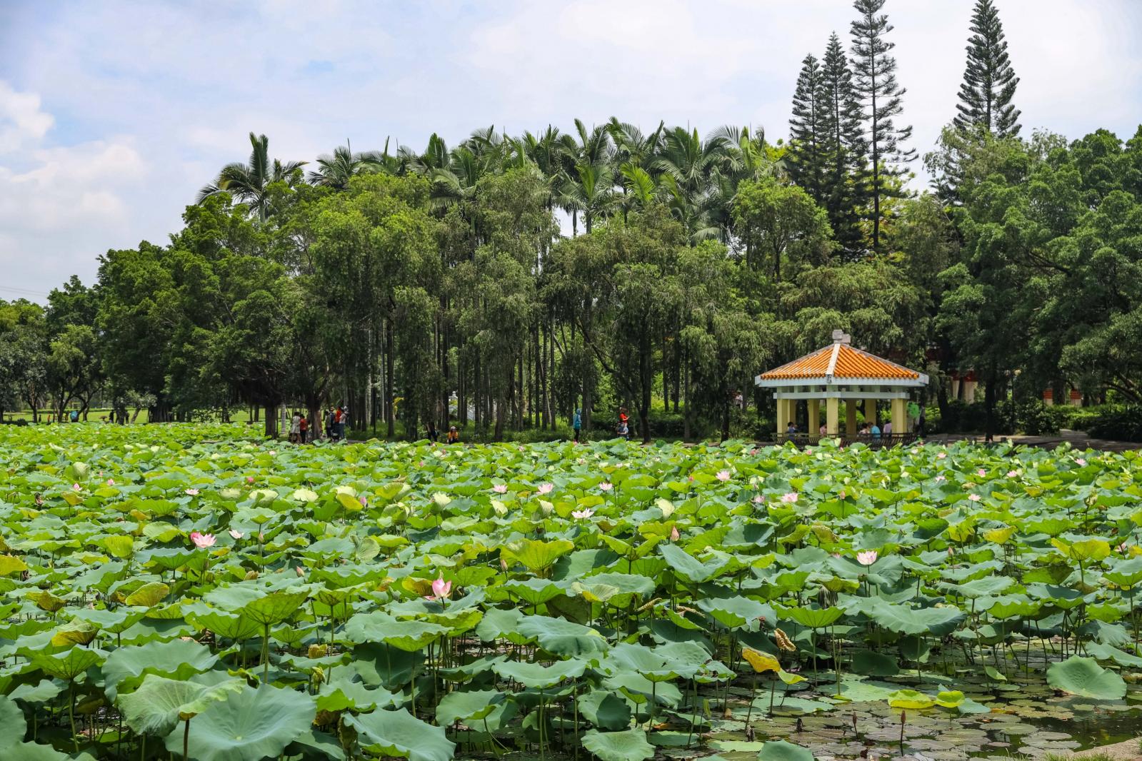 洪湖公园