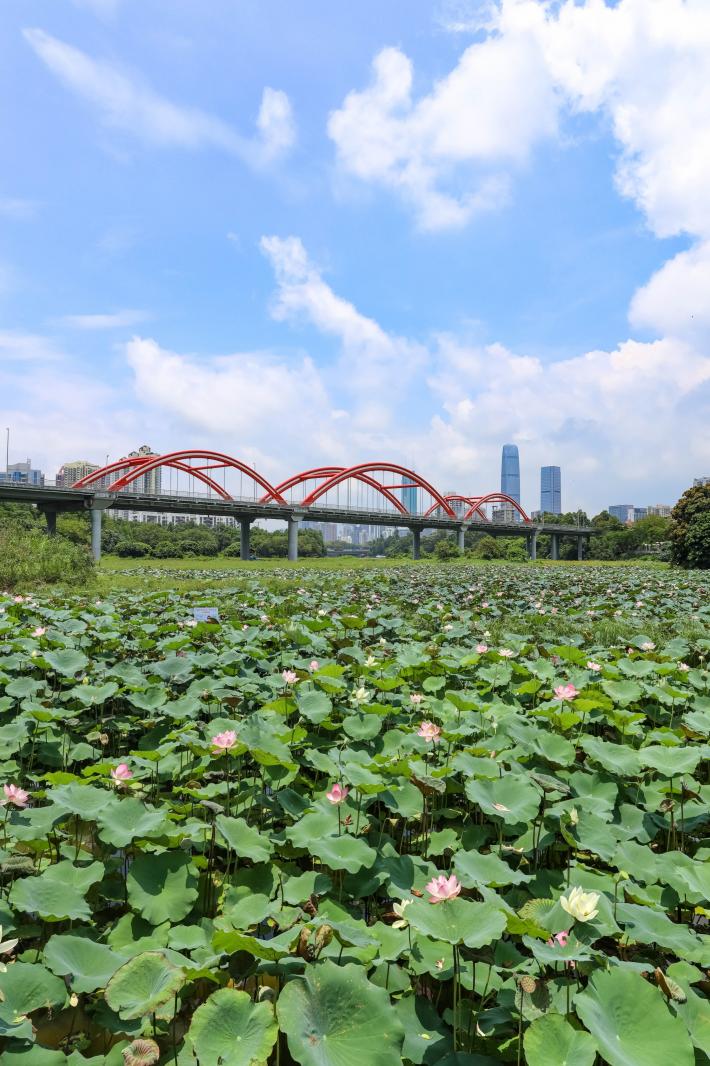 洪湖公园