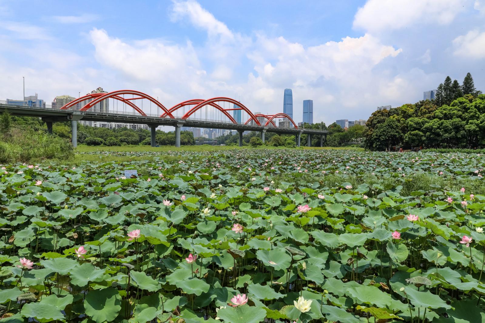 洪湖公园