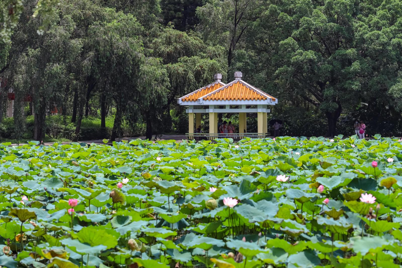 洪湖公园