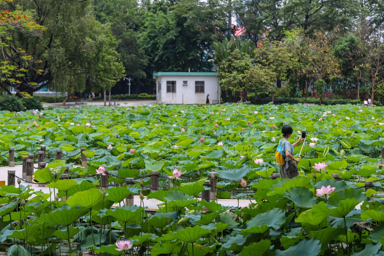 洪湖公园