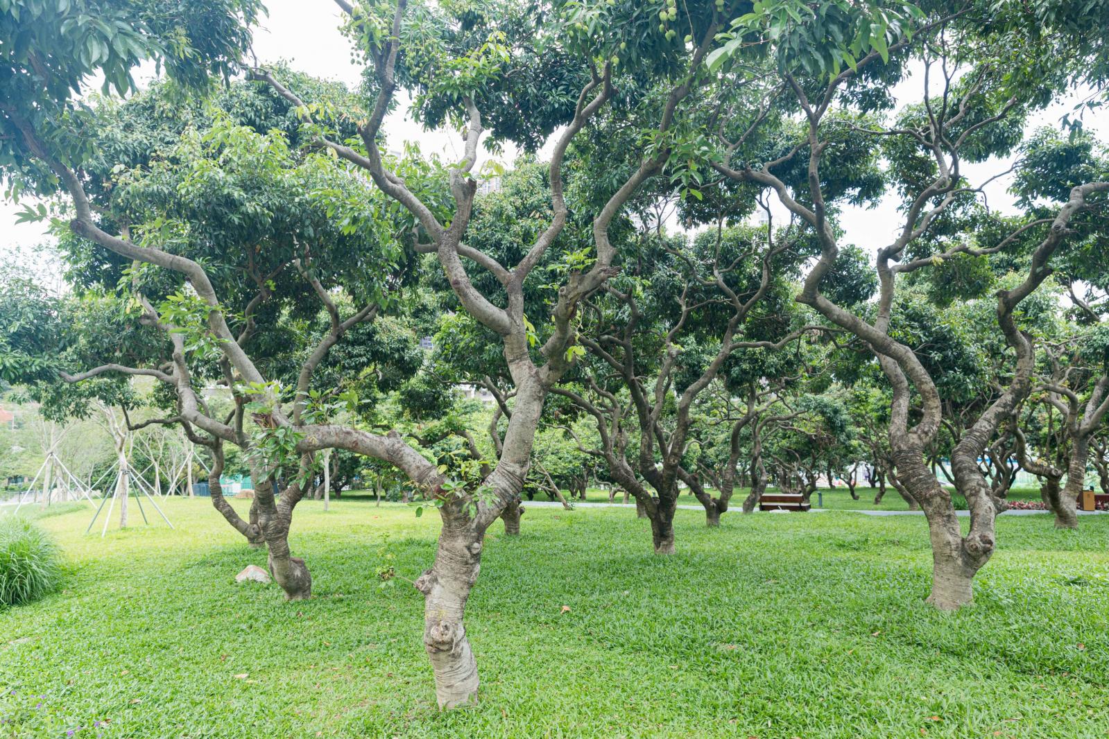 西丽生态公园