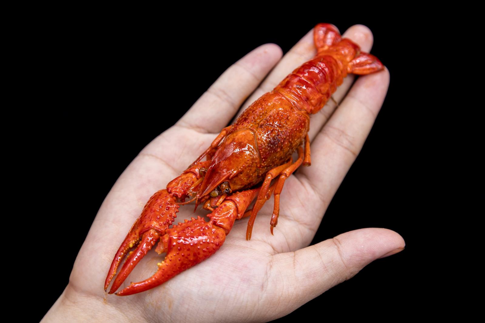 小龙虾