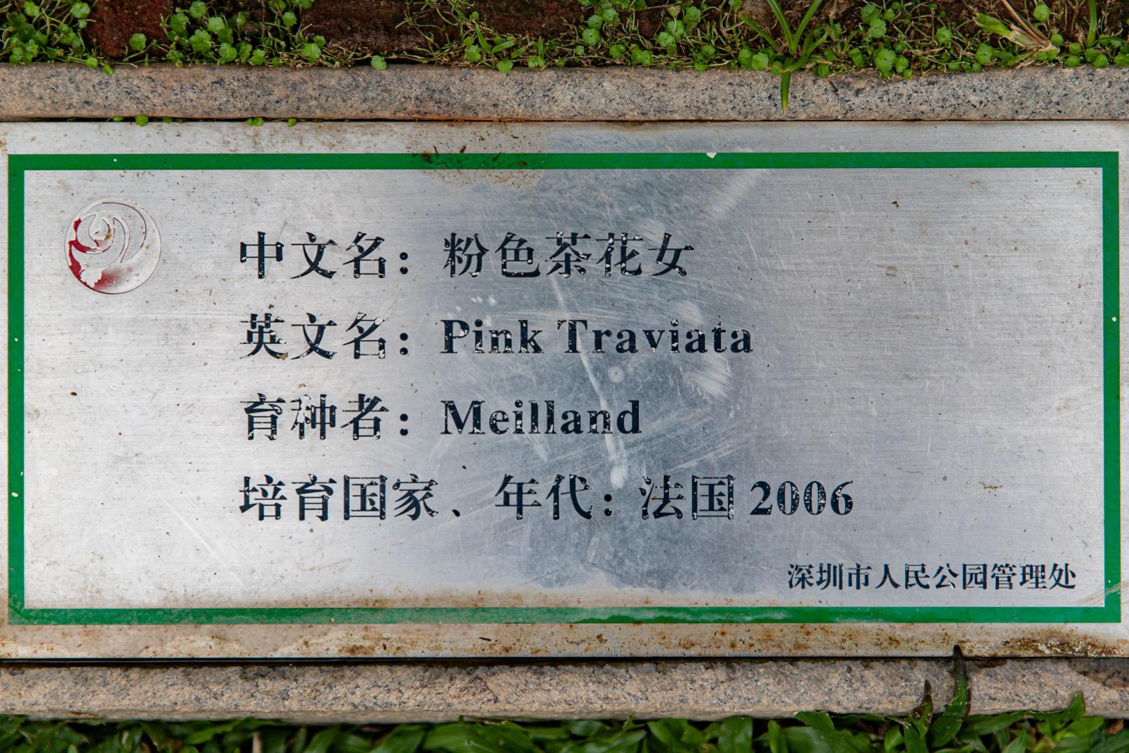 人民公园月季花展