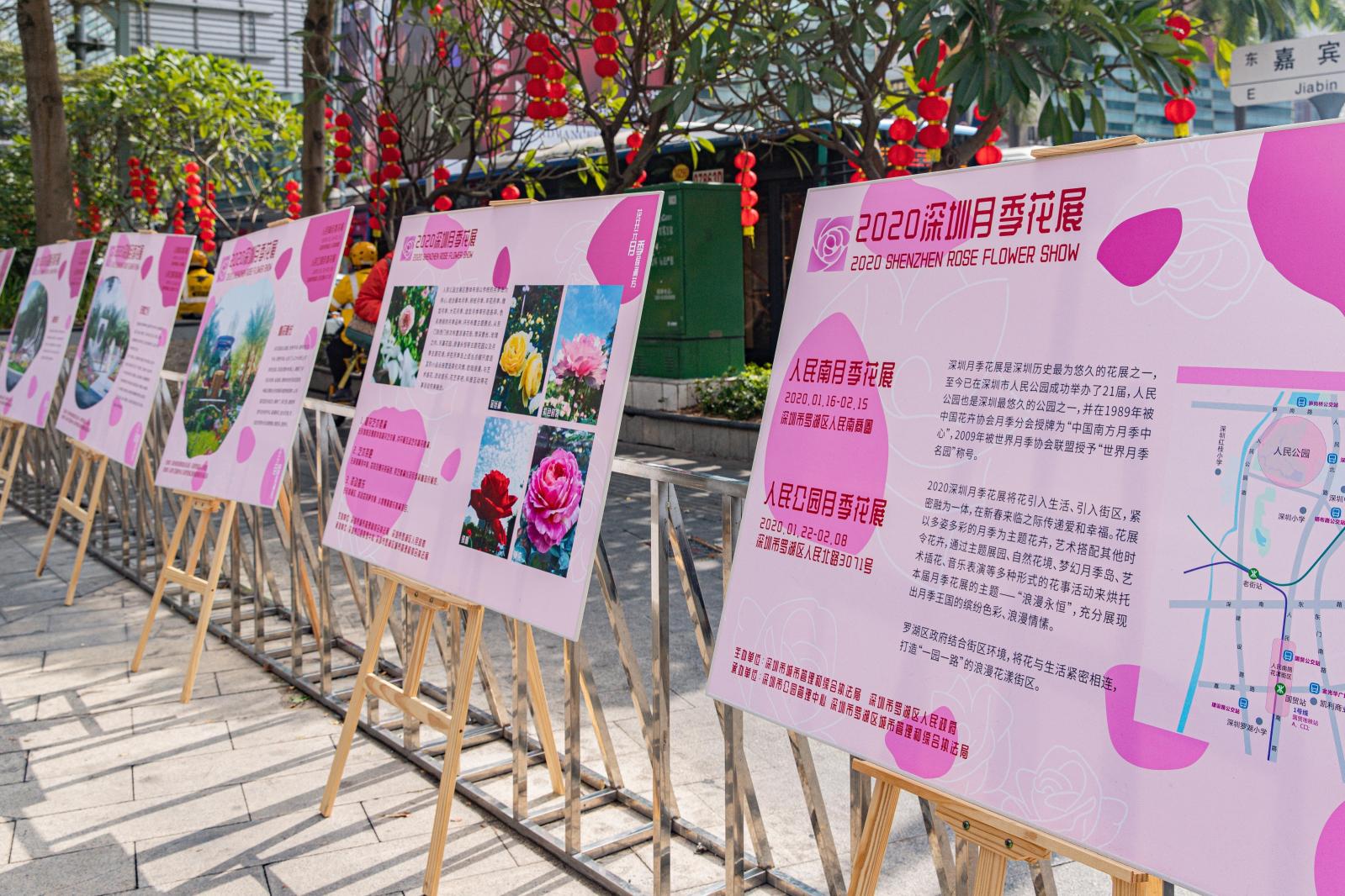 人民公园月季花展