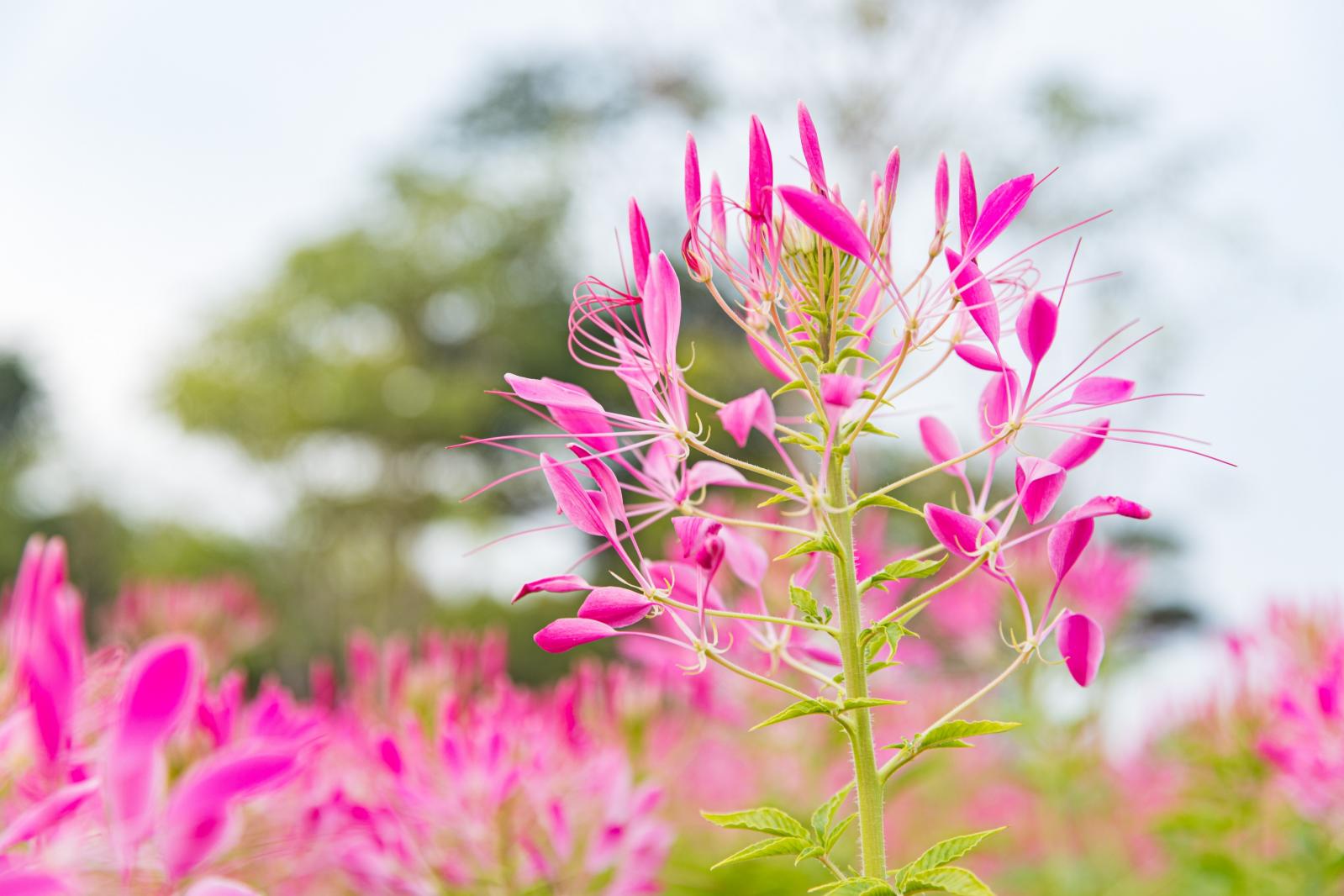 流花山花海