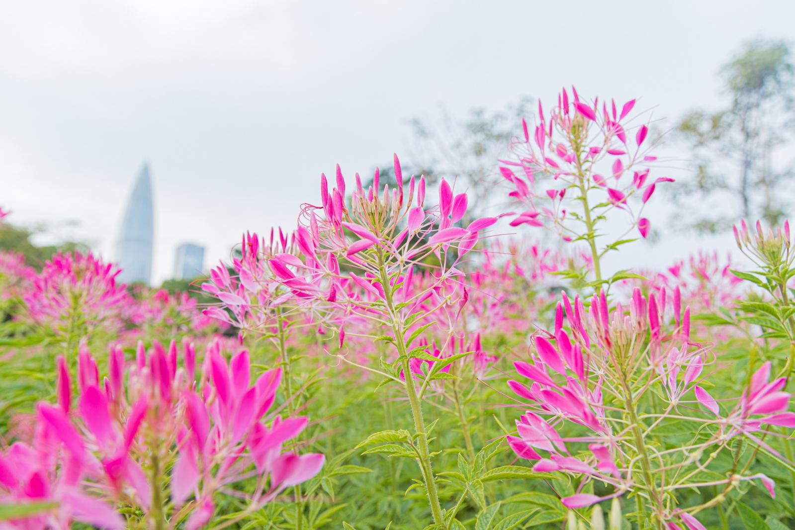 流花山花海