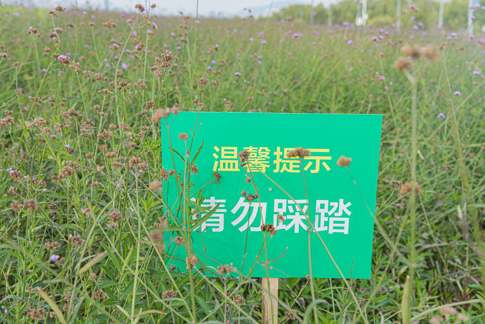 流花山花海