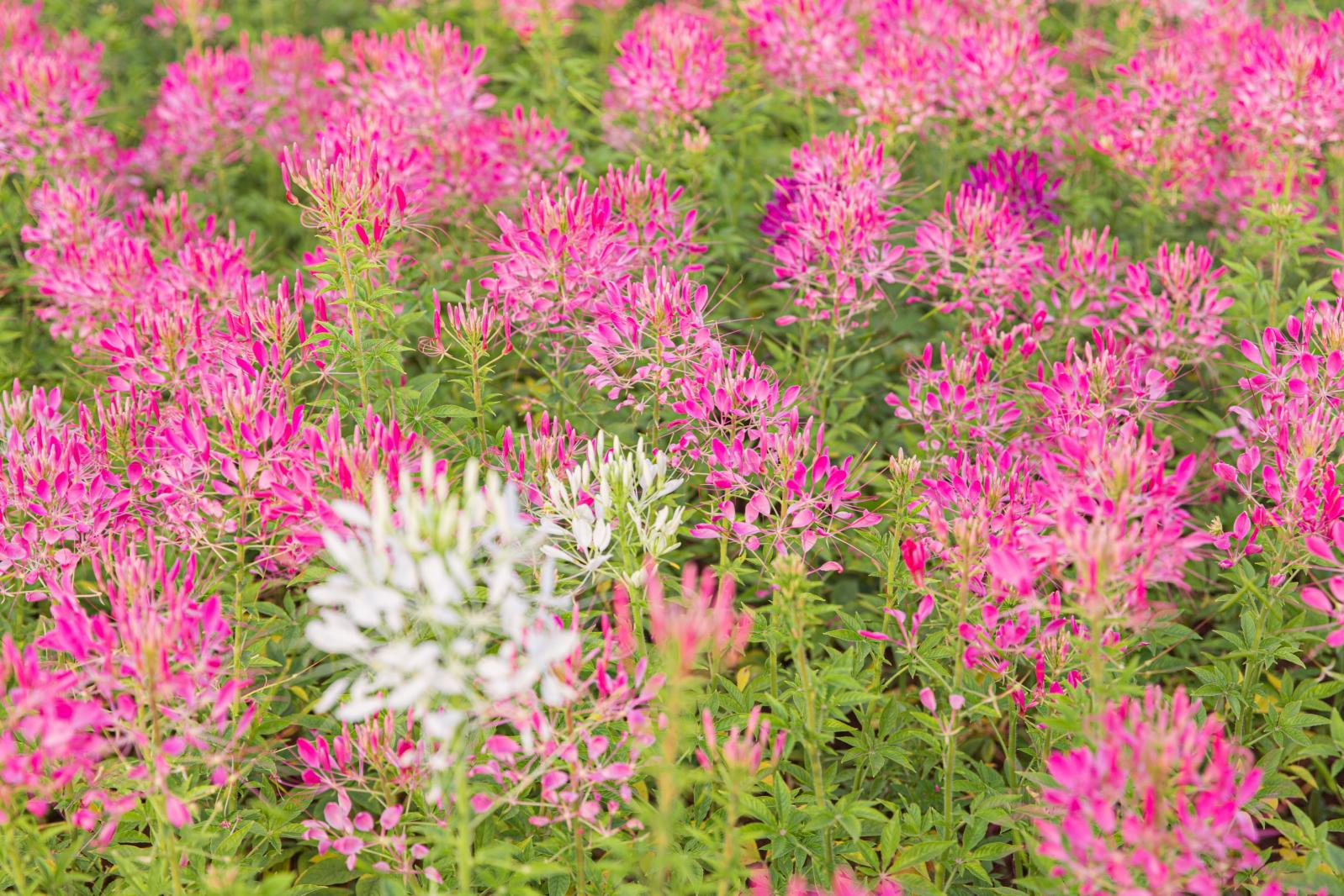 流花山花海