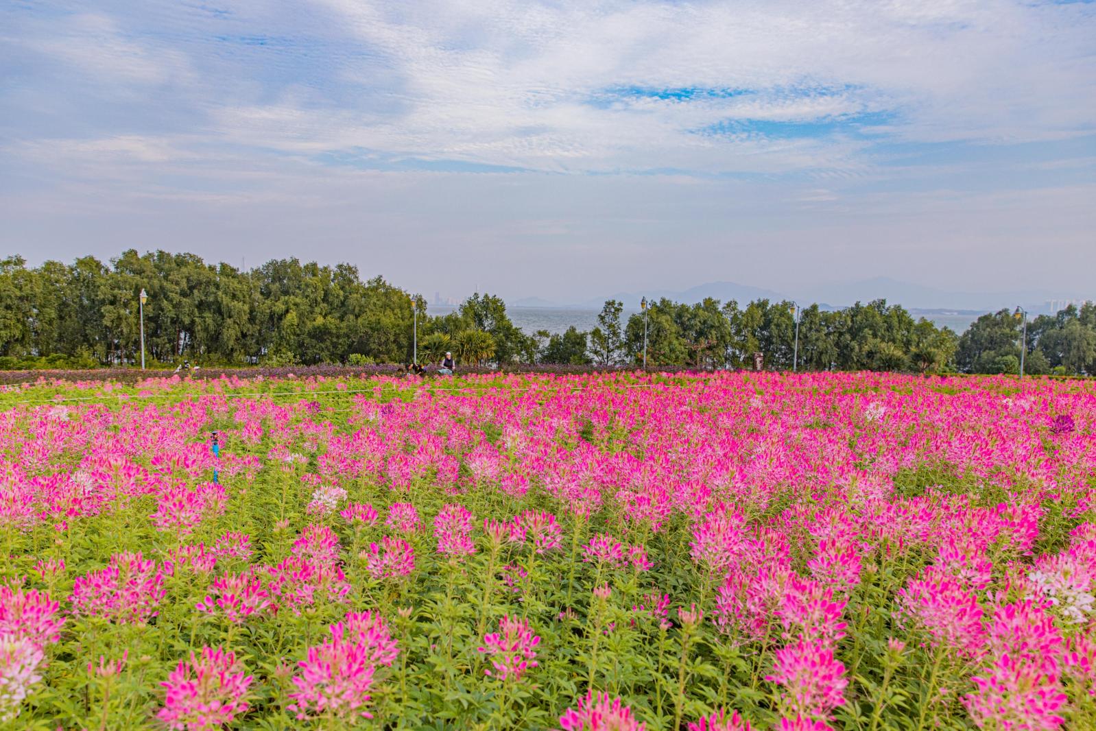 流花山花海