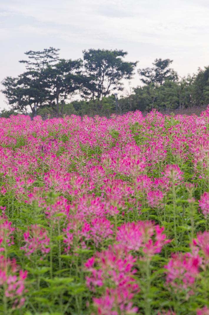 流花山花海