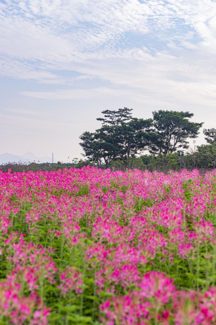 流花山花海