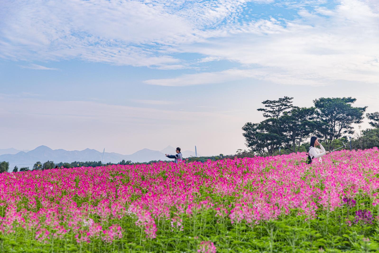 流花山花海