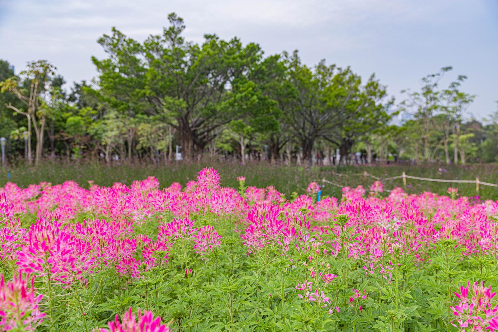 流花山花海